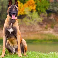 Un majestuoso malinois perro sentado en la hierba, con la lengua fuera y el fondo de un lago y árboles otoñales.