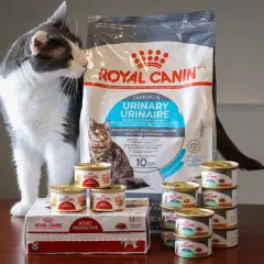 Kot wącha karmę Royal Canin Urinary. Czy to dobra karma? Widać opakowanie i puszki.