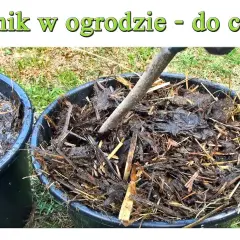 Nawóz owczy do czego? Zastosowanie i korzyści dla Twojego ogrodu