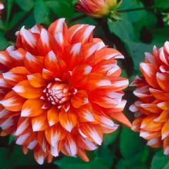 Deux fleurs dahlia aux pétales bicolores orange et blancs, avec un bouton floral en arrière-plan.