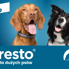 Obroża Foresto – czy można kąpać psa bez obaw o jej skuteczność?