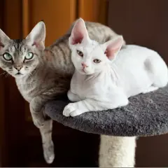 Devon Rex: Czy ten kot-pies z falowaną sierścią jest dla Ciebie?