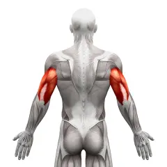 Widok z tyłu na ludzkie ciało z zaznaczonymi na czerwono mięśniami triceps.