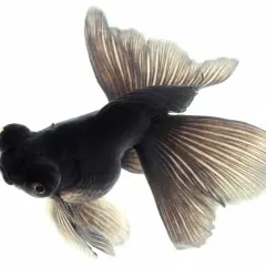Un pez negro con aletas amplias y delicadas, como un velo, nada en un acuario.