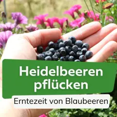 Eine Hand hält frisch gepflückte Heidelbeeren. Die Erntezeit von Blaubeeren ist jetzt!