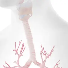 Anatomia krtani i tchawicy, z widocznymi rozgałęzieniami oskrzeli. Ilustracja może pomóc zrozumieć zapalenie tchawicy.