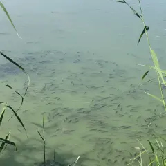 Gęste ławice ryb pływają w mętna woda w akwarium, otoczone zielonymi trzcinami.