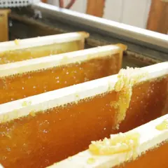 Honigwaben mit flüssigem Raps honig. Die Raps honig kalorien sind gering, aber der Geschmack ist intensiv.