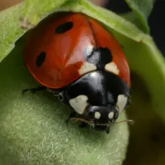 En röd nyckelpiga med svarta prickar sitter på ett grönt blad. Denna art av nyckelpigor är vanlig i Sverige.