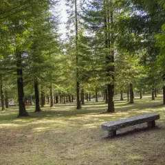 Un banco de piedra espera en un claro del bosque de secuoyas de Poio, bajo la luz filtrada del sol.