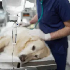 Perro recuperándose en clínica veterinaria, con suero y veterinario vigilando posibles efectos secundarios después de la anestesia en perros.