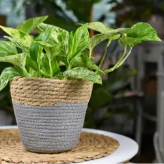 Plantas que purifican el aire: mejora tu salud y bienestar en casa