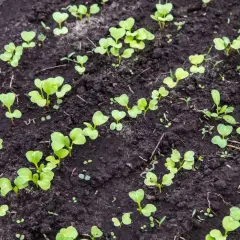 Młode siewki poplonu ozimego, zielone listki wyrastają z ciemnej, wilgotnej ziemi.
