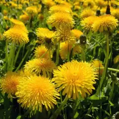 Campo fiorito di tarassaco, un fiore giallo brillante noto per le sue molteplici proprietà benefiche.