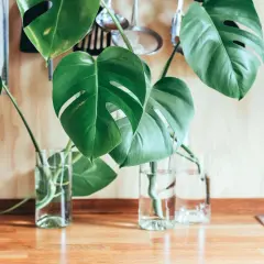 Zielony monster kwiat w szklanych wazonach z wodą, na drewnianym blacie. W tle wiszą kuchenne akcesoria.