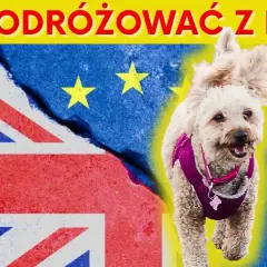 Jak przewieźć psa z Polski do Anglii? Ważne wymagania i porady