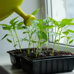 Młode sadzonki papryki na parapecie, podlewane z żółtej konewki. Rozpoczyna się uprawa papryki.