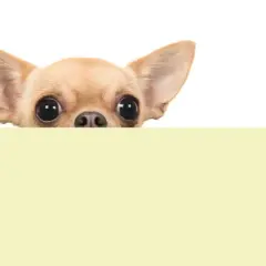 Żywienie szczeniaka chihuahua: Kompletny poradnik. Uniknij błędów!