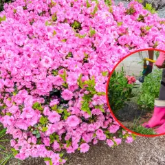 Kwitnąca azalia japońska. Kiedy sadzić? Najlepiej wiosną lub jesienią, gdy jest wilgotno.