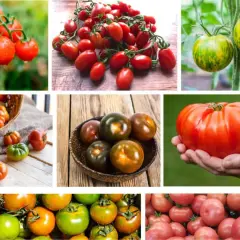 Collage di pomodori di varie forme e colori, che mostrano la grande qualità pomodori.