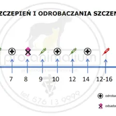 Szczeniak na spacer: Po którym szczepieniu? Pełny poradnik