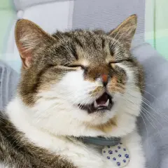 Un chat tigré bâille, le nez un peu humide, prêt à faire un gros pif.