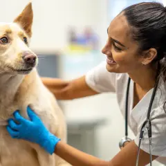 Weterynarz w niebieskich rękawiczkach bada psa. Szybka diagnoza i troska o zdrowie czworonoga.