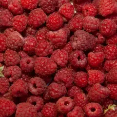 Kiedy jest sezon na maliny? Sprawdź, by nie przegapić zbiorów!