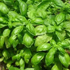 Gęsta, zielona bazylia w doniczce, gotowa do dodania aromatu do potraw.