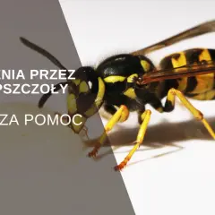 Osa na białym tle, tekst informuje o użądleniach przez osy i pszczoły oraz pierwszej pomocy.