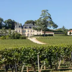 Château majestueux entouré de vignobles verdoyants, idéal pour le tourisme viticole. Un grand cèdre domine le paysage.
