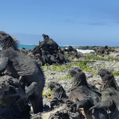 Galapagos wycieczka cena: morskie legwany wygrzewają się na skałach, w tle ocean i wyspy. Niezapomniane wrażenia z podróży.