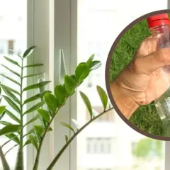 Ile dziur w doniczce? Dowiedz się, jak zapewnić zdrowe rośliny