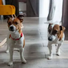 Dwa psy rasy jack russell terrier. Ich wady to nadmierna energia i potrzeba uwagi, ale ich urok rekompensuje wszystko.