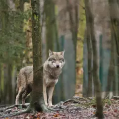 Ein Wolf steht im Wald, neugierig blickend. Er scheint aufmerksam, als ob er einen Menschen in der Nähe wahrnimmt.