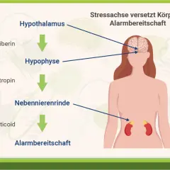 Die Stressachse: Hypothalamus, Hypophyse, Nebennierenrinde und Glucocorticoide. Rhodiola Rosea Wirkung kann hier unterstützend wirken.
