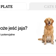 Złoty retriever siedzi obok miski z jajkami na twardo, a tekst pyta: "Czy pies może jeść jaja?".