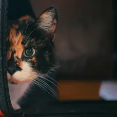 Trójkolorowy kot spogląda z pomarańczowego transportera.