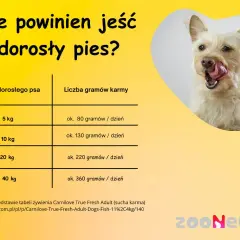 Ile gotowanego jedzenia dla psa? Oblicz dawkę i karm zdrowo