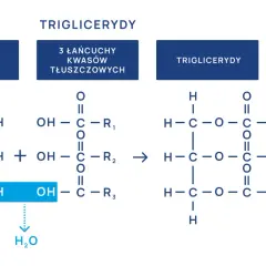 Schemat syntezy trójglicerydów. Wysokie trójglicerydy mogą wpływać na samopoczucie, gdy organizm nie radzi sobie z ich metabolizmem.