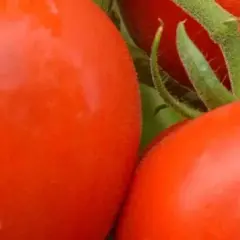 Co ile sadzić pomidory, aby uniknąć błędów w uprawie?