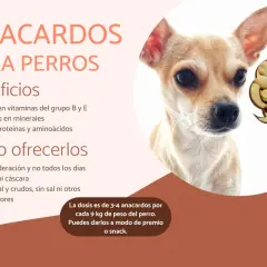 Un chihuahua mira atentamente. La imagen muestra que los perros pueden comer anacardos, con beneficios y cómo ofrecerlos.