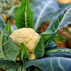 Ein blumenkohl wachstum zeitraffer zeigt, wie sich die weiße Röschenpracht inmitten grüner Blätter entfaltet.