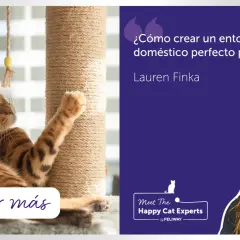 Un gato atigrado juega con un poste rascador, aprendiendo sobre el cuidado de gatos.