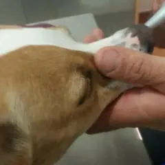 ¿Es peligroso sedar a un perro? Riesgos y consideraciones clave