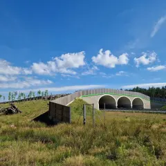 Zielony tunel ekologiczny nad drogą, który służy jako budynek inwentarski dla zwierząt.