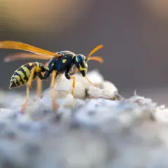 Osa z żółto-czarnym pasami na ciele, z przezroczystymi skrzydłami, stoi na białej, włóknistej strukturze, która przypomina początek budowy osy.