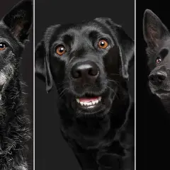 Tres perros negros, cada uno con una expresión única, como si soñar con perro negro fuera una realidad.
