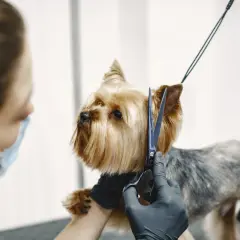 Kto to groomer? To osoba, która pielęgnuje sierść psa. Tutaj groomer strzyże uroczego yorka.