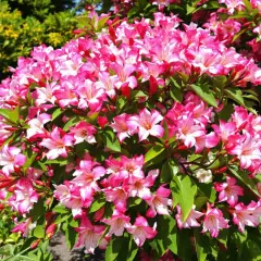 Gros plan sur un buisson de lauriers-roses roses et blancs en pleine floraison.
